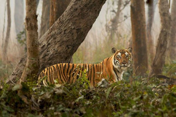 Sundarban - 4