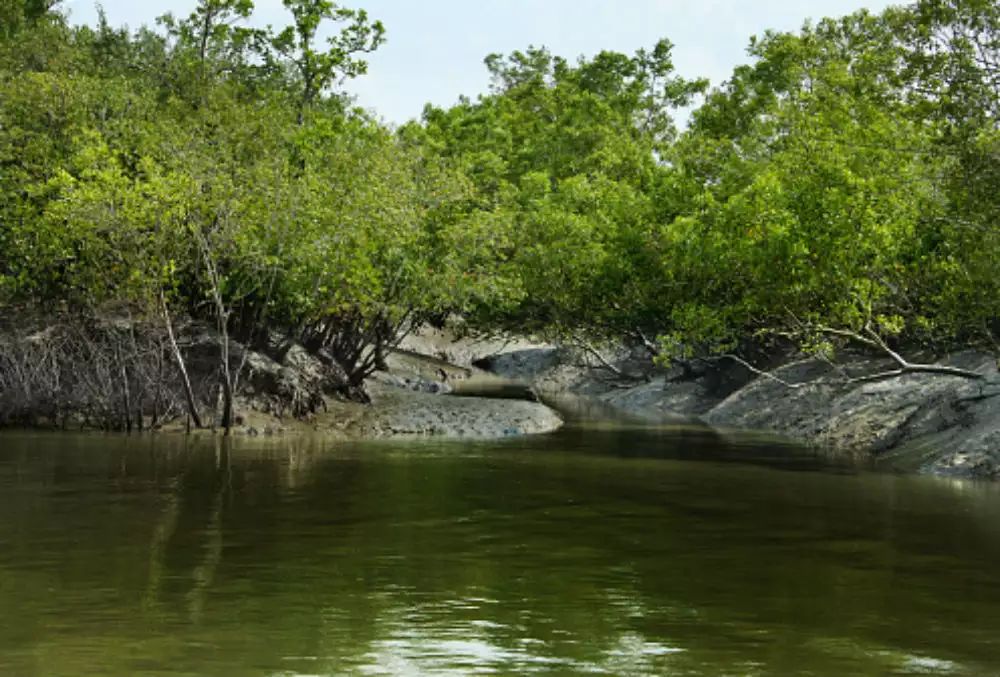 Sundarban - 5