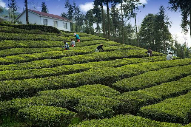 Darjeeling - 1