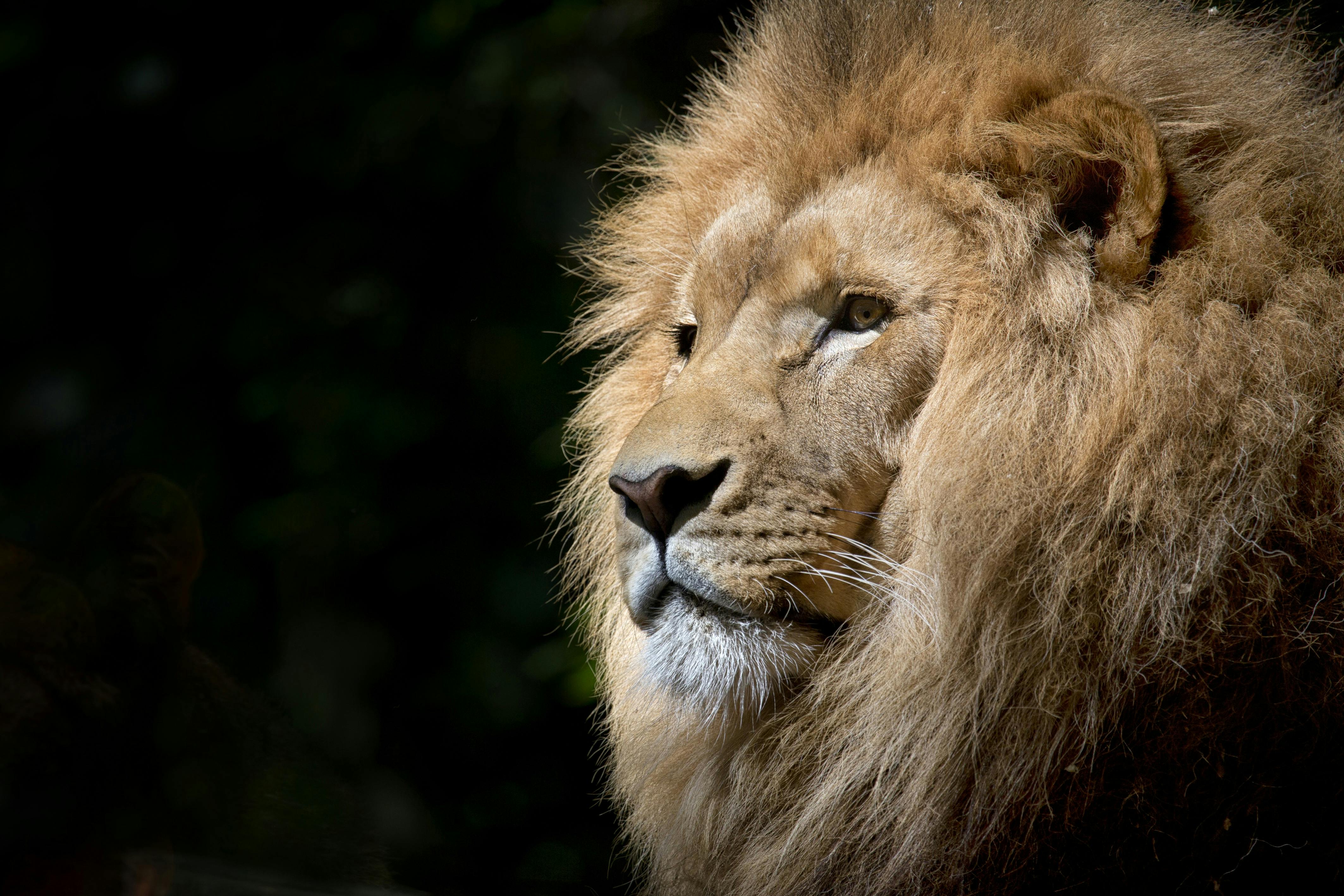 Majestic Asiatic lion in its natural habitat inside Gir National Park, Gujarat, India — the only wild population on Earth