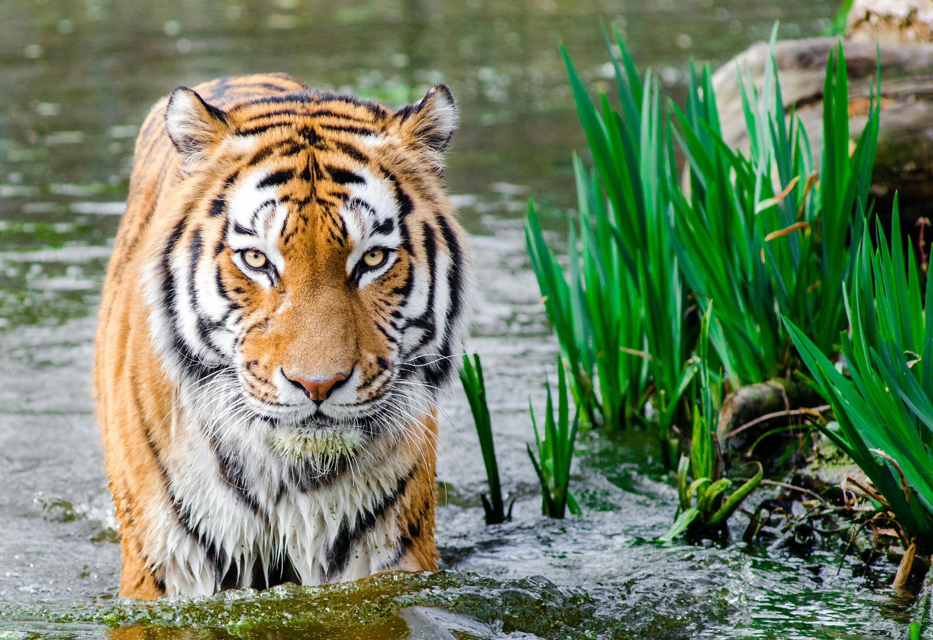 Bengal tiger resting on ancient ruins in Ranthambore National Park, Rajasthan, India