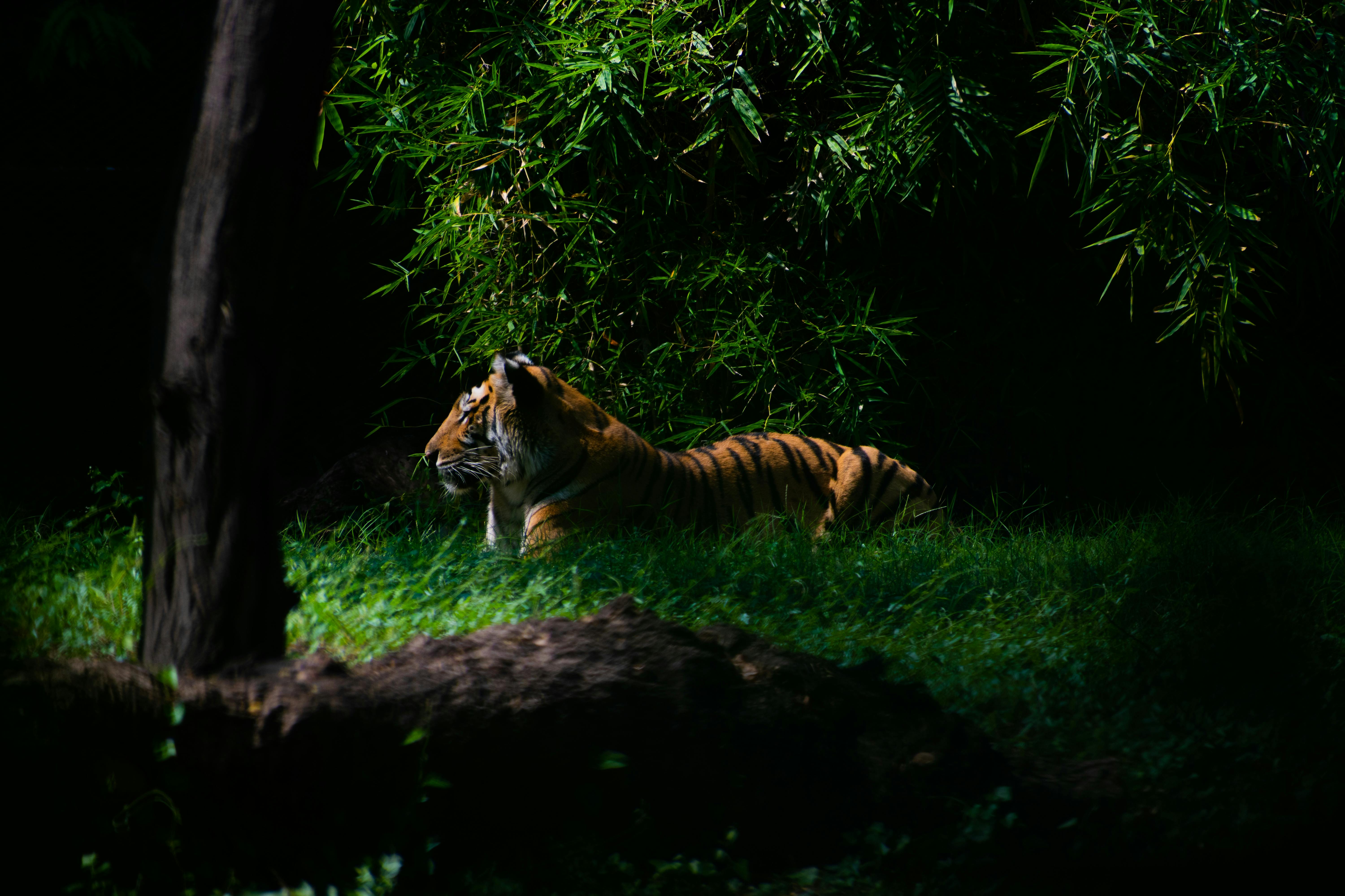 Bengal tiger walking through jungle forest in India wildlife safari