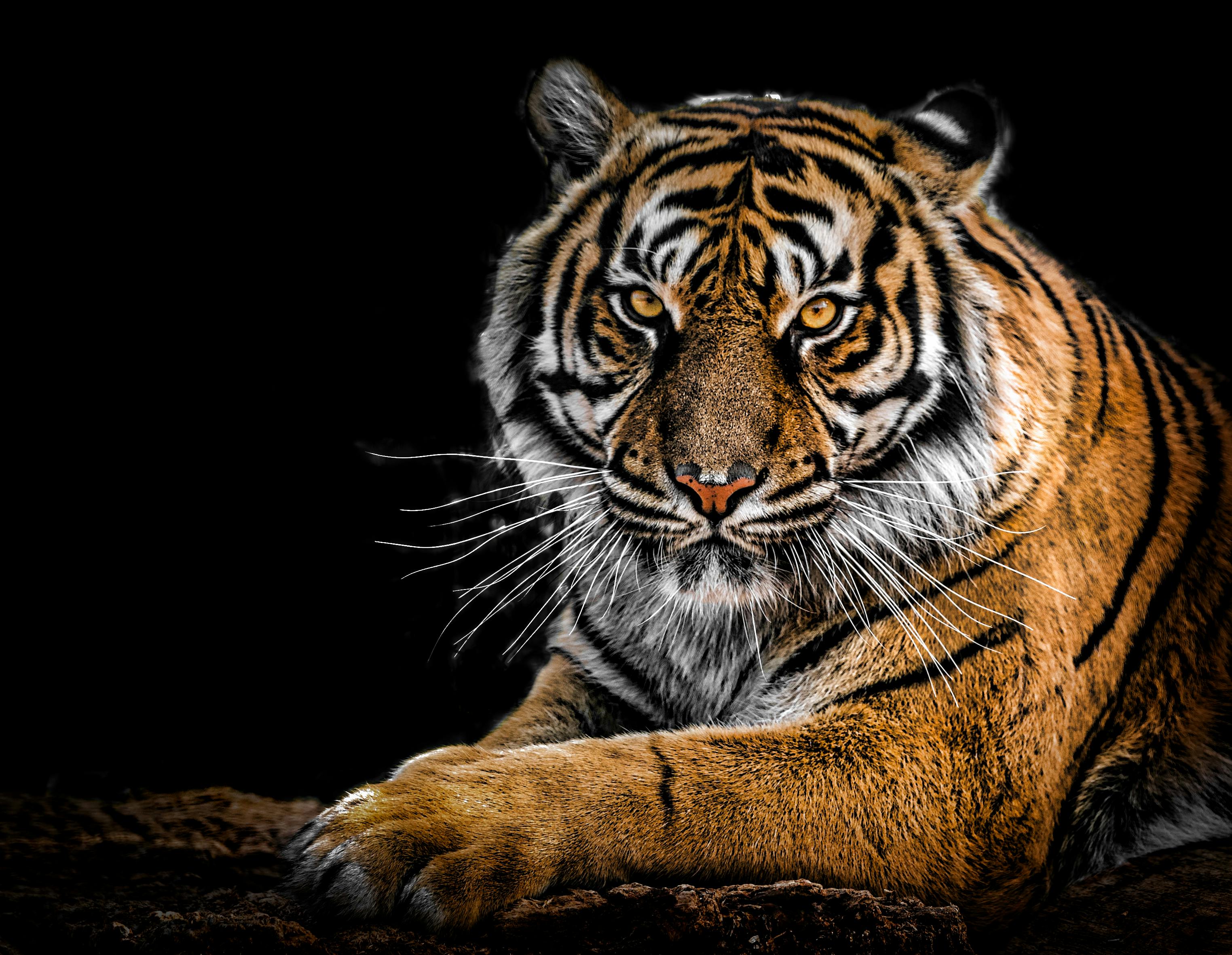 Bengal tiger walking through sal forest in Bandhavgarh National Park, Madhya Pradesh, India — highest tiger density in India
