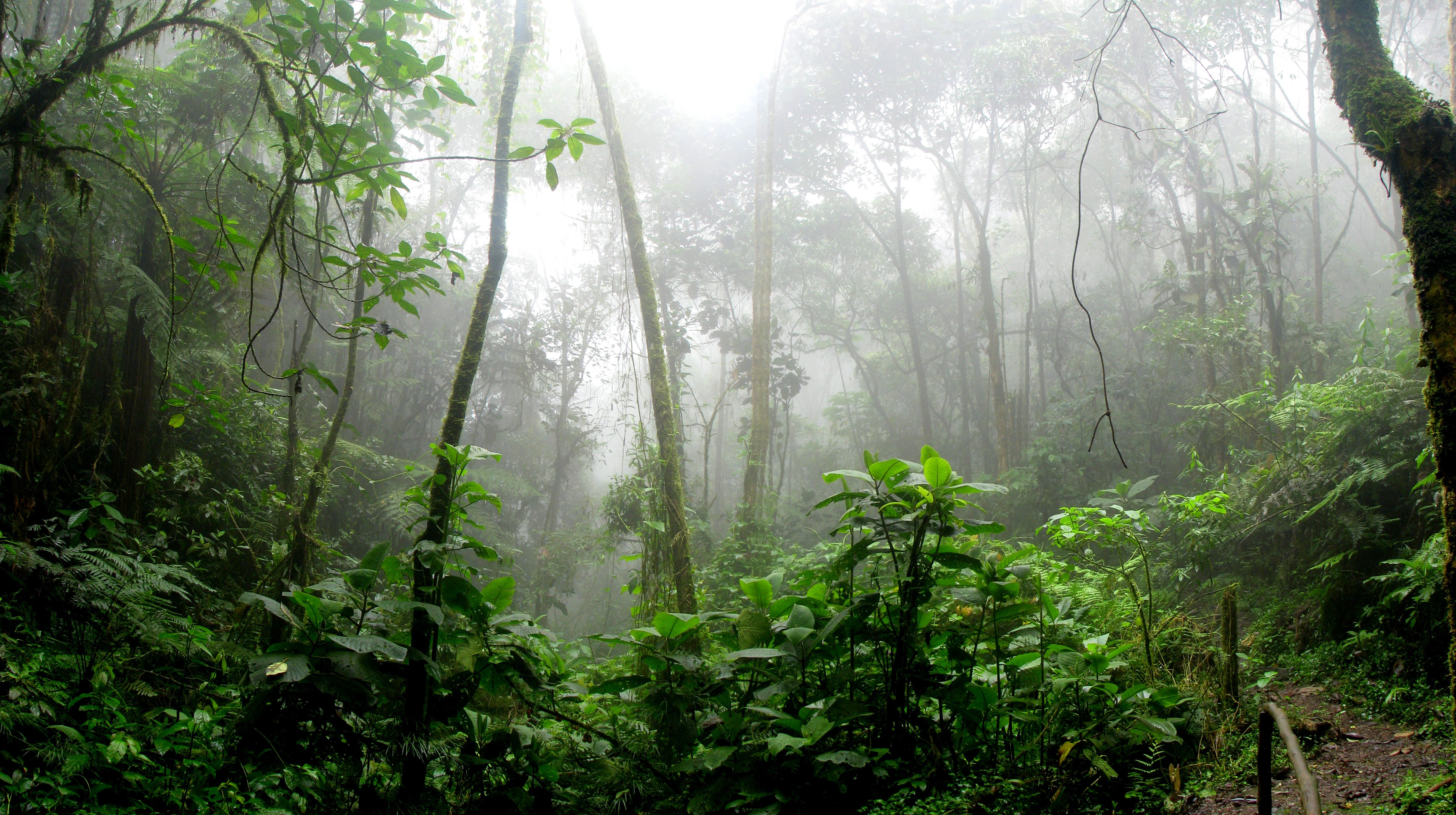 Lush green sal forests and open meadows of Kanha National Park, Madhya Pradesh, India — inspiration for The Jungle Book